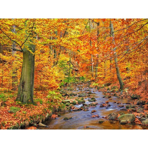 Beech forest in autumn, Ilse Valley, Germany Black Modern Wood Framed Art Print by Krahmer, Frank