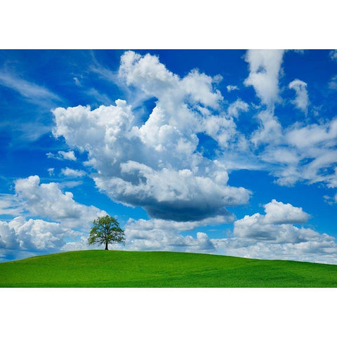 Oak and clouds, Bavaria, Germany Black Modern Wood Framed Art Print by Frank, Krahmer