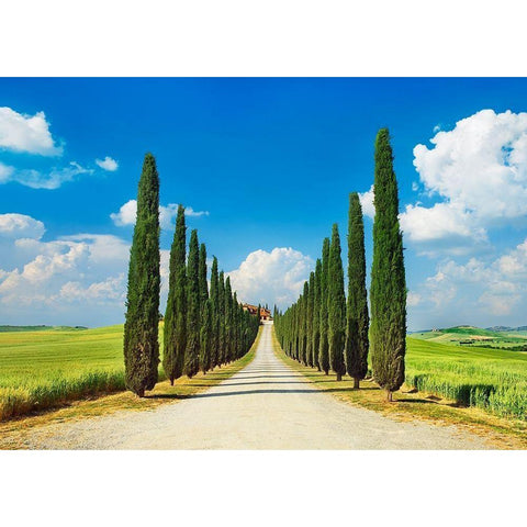 Cypress alley- San Quirico dOrcia- Tuscany Gold Ornate Wood Framed Art Print with Double Matting by Krahmer, Frank