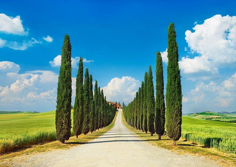 Cypress alley- San Quirico dOrcia- Tuscany White Modern Wood Framed Art Print with Double Matting by Krahmer, Frank