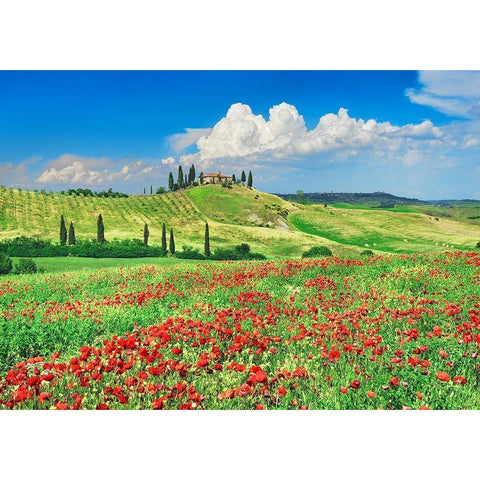Farmhouse with Cypresses and Poppies- Val dOrcia- Tuscany  White Modern Wood Framed Art Print by Krahmer, Frank