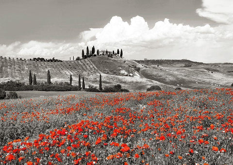 Farmhouse with Cypresses and Poppies- Val dOrcia- Tuscany (BW) White Modern Wood Framed Art Print with Double Matting by Krahmer, Frank