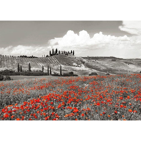 Farmhouse with Cypresses and Poppies- Val dOrcia- Tuscany (BW) Black Modern Wood Framed Art Print by Krahmer, Frank