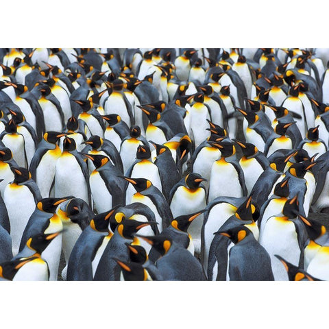 King penguin colony- Antarctica Black Modern Wood Framed Art Print by Krahmer, Frank
