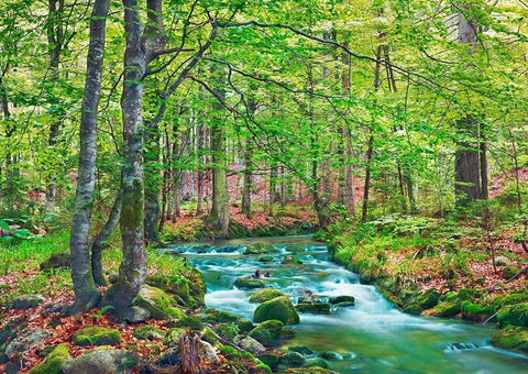 Forest brook through beech forest- Bavaria- Germany White Modern Wood Framed Art Print with Double Matting by Krahmer, Frank