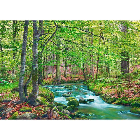 Forest brook through beech forest- Bavaria- Germany Black Modern Wood Framed Art Print by Krahmer, Frank