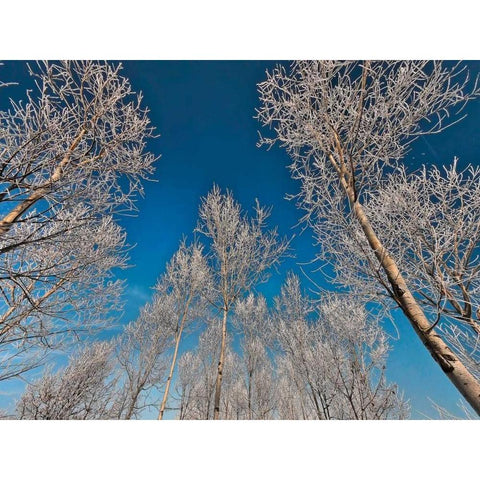 Sottozero Black Modern Wood Framed Art Print by Ferrua, Fulvio