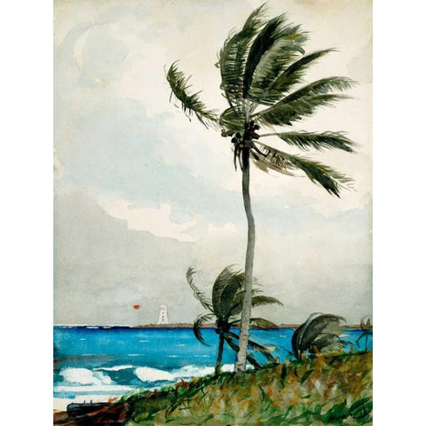 Palm Tree, Nassau Black Modern Wood Framed Art Print with Double Matting by Homer, Winslow