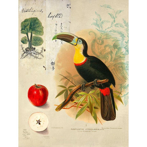 Cabinet of Curiosities n. 4 Black Modern Wood Framed Art Print with Double Matting by Joannoo