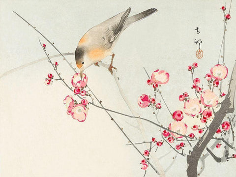 Songbird on blossom Branch Black Ornate Wood Framed Art Print with Double Matting by Koson, Ohara