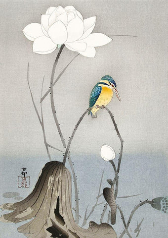 Kingfisher with Lotus Flower White Modern Wood Framed Art Print with Double Matting by Koson, Ohara