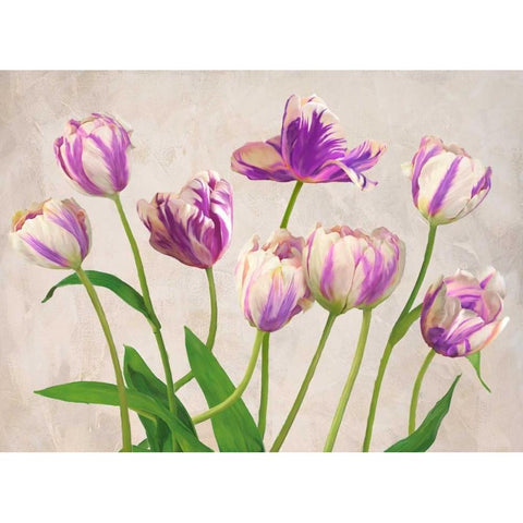 Tulipes Black Modern Wood Framed Art Print with Double Matting by Thomlinson, Jenny