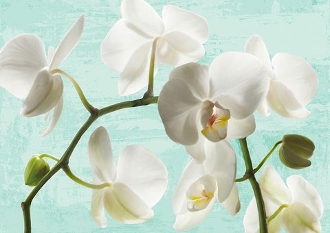 Celadon Orchids White Modern Wood Framed Art Print with Double Matting by Jenny, Thomlinson