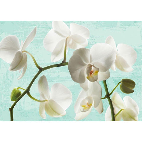 Celadon Orchids Black Modern Wood Framed Art Print with Double Matting by Jenny, Thomlinson