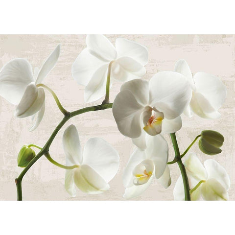 Ivory Orchids White Modern Wood Framed Art Print by Jenny, Thomlinson