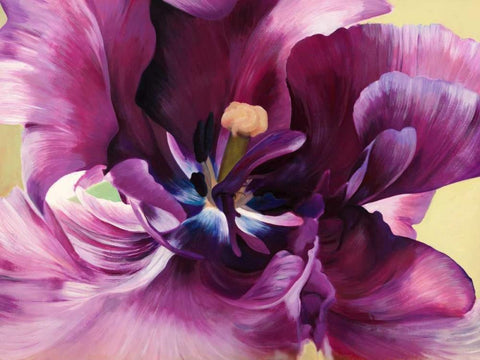 Purple tulip close-up White Modern Wood Framed Art Print with Double Matting by Villa, Luca
