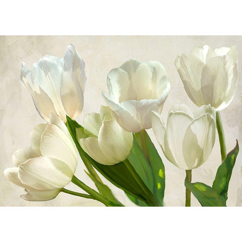 White Tulips White Modern Wood Framed Art Print by Villa, Luca