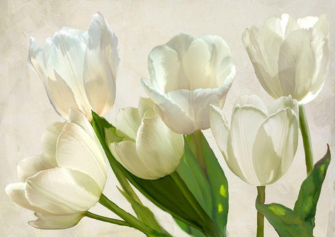 White Tulips White Modern Wood Framed Art Print with Double Matting by Villa, Luca