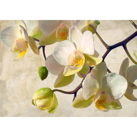 Orchid in the sun Gold Ornate Wood Framed Art Print with Double Matting by Villa, Luca