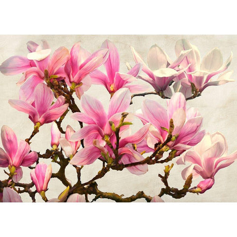 Magnolia Branch - neutral White Modern Wood Framed Art Print by Villa, Luca