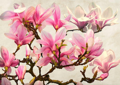 Magnolia Branch - neutral Black Ornate Wood Framed Art Print with Double Matting by Villa, Luca