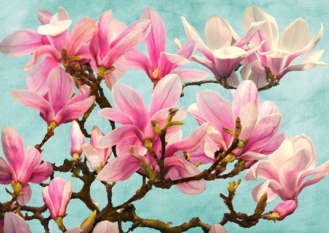 Magnolia Branch - turquoise Black Ornate Wood Framed Art Print with Double Matting by Villa, Luca