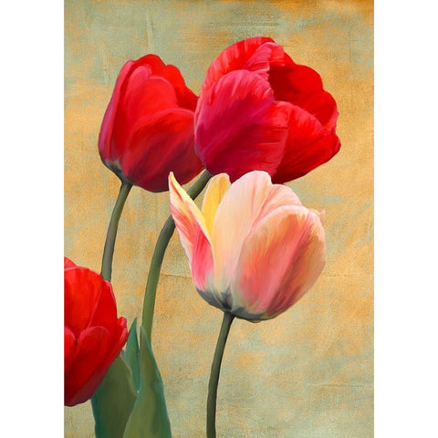 Ruby Tulips White Modern Wood Framed Art Print by Villa, Luca