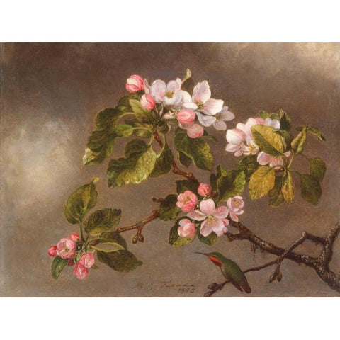 Hummingbird and Apple Blossoms  Black Modern Wood Framed Art Print with Double Matting by Heade, Martin Johnson