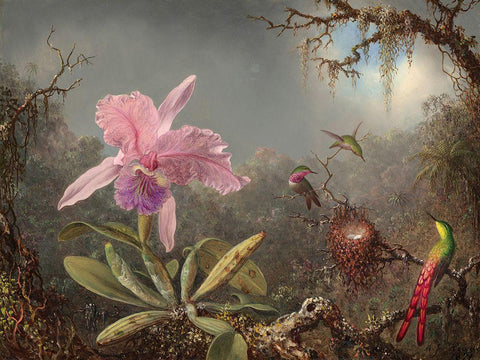 Cattleya orchid and three hummingbirds Black Ornate Wood Framed Art Print with Double Matting by Heade, Martin Johnson