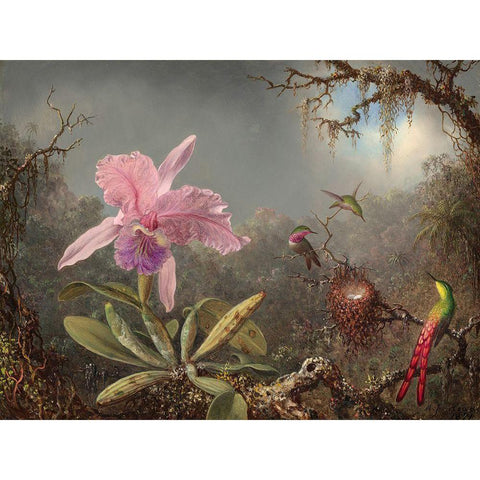 Cattleya orchid and three hummingbirds White Modern Wood Framed Art Print by Heade, Martin Johnson