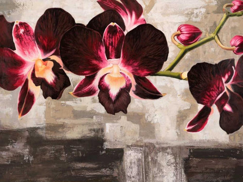 Velvet Orchids Black Ornate Wood Framed Art Print with Double Matting by Mills, Shin