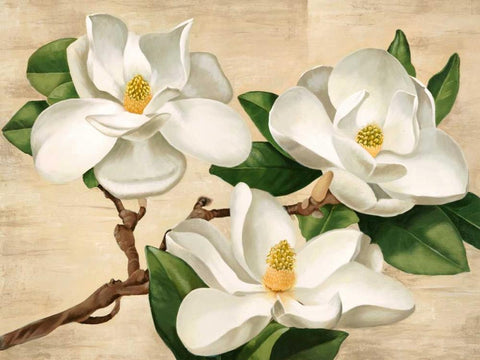 Magnolie bianche White Modern Wood Framed Art Print with Double Matting by Biffi, Serena