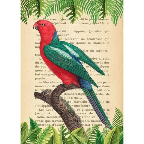 The Australian king parrot- After Levaillant White Modern Wood Framed Art Print by Lamanche, Stef