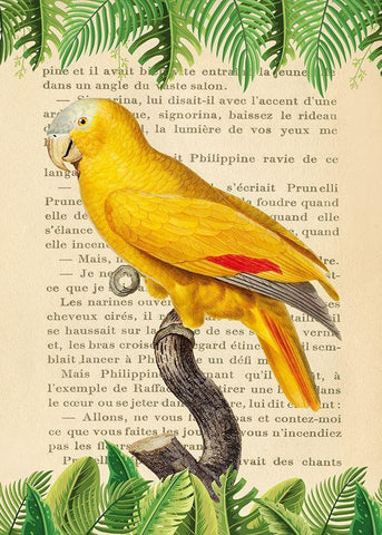 The Blue-Fronted Parrot- After Levaillant White Modern Wood Framed Art Print with Double Matting by Lamanche, Stef