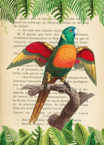 The Blue-Headed Parrot- After Levaillant Black Ornate Wood Framed Art Print with Double Matting by Lamanche, Stef