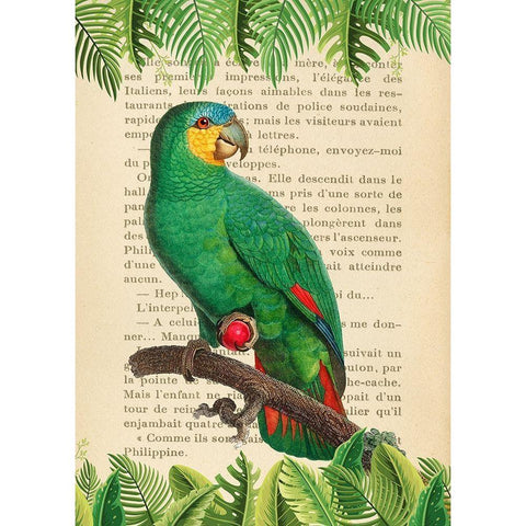 The Orange-Winged Amazon- After Levaillant Black Modern Wood Framed Art Print by Lamanche, Stef