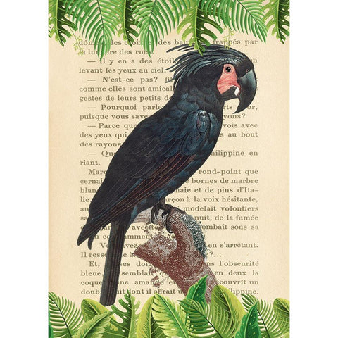 The Palm Cockatoo- After Levaillant White Modern Wood Framed Art Print by Lamanche, Stef