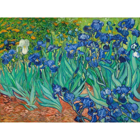 Irises Black Modern Wood Framed Art Print with Double Matting by Van Gogh, Vincent