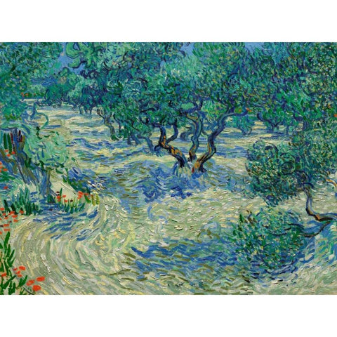 Olive Orchard White Modern Wood Framed Art Print by Van Gogh, Vincent