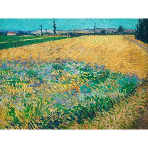 Wheatfield Black Modern Wood Framed Art Print with Double Matting by van Gogh, Vincent