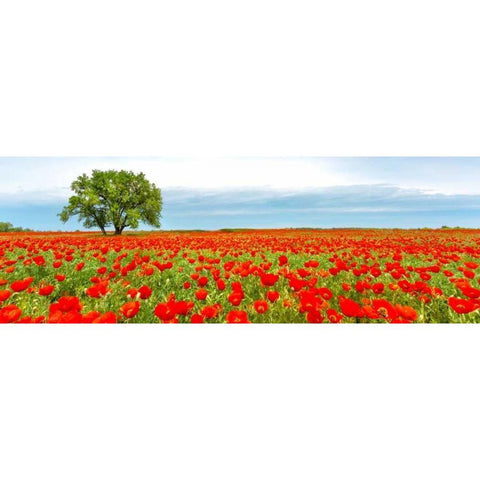 Tree in a poppy field White Modern Wood Framed Art Print by Anonymous