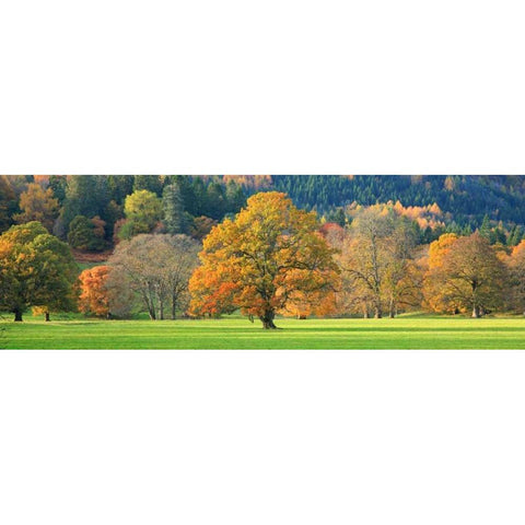 Mixed trees in autumn colour Scotland White Modern Wood Framed Art Print by Anonymous