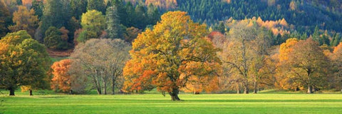 Mixed trees in autumn colour Scotland White Modern Wood Framed Art Print with Double Matting by Anonymous