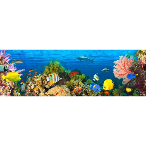 Life in the Coral Reef- Maldives Black Modern Wood Framed Art Print by Pangea Images