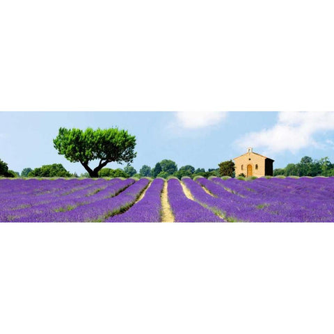 Lavender Fields, France Black Modern Wood Framed Art Print with Double Matting by Pangea Images