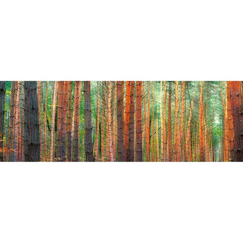 Colors of the Woods Black Modern Wood Framed Art Print with Double Matting by Pangea Images
