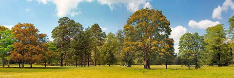 Trees in a Park White Modern Wood Framed Art Print with Double Matting by Pangea Images