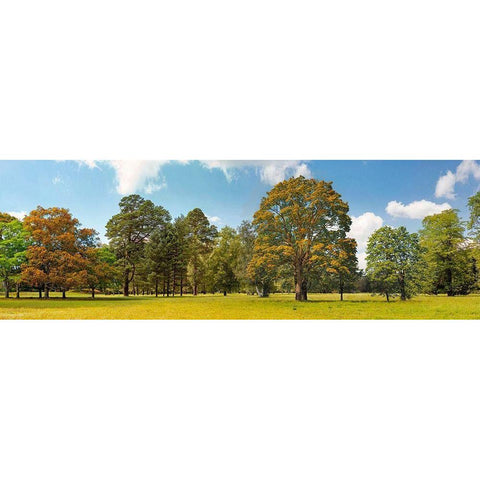 Trees in a Park Black Modern Wood Framed Art Print by Pangea Images