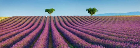 Lavender field, Provence, France White Modern Wood Framed Art Print with Double Matting by Krahmer, Frank