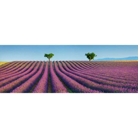 Lavender field, Provence, France White Modern Wood Framed Art Print by Krahmer, Frank
